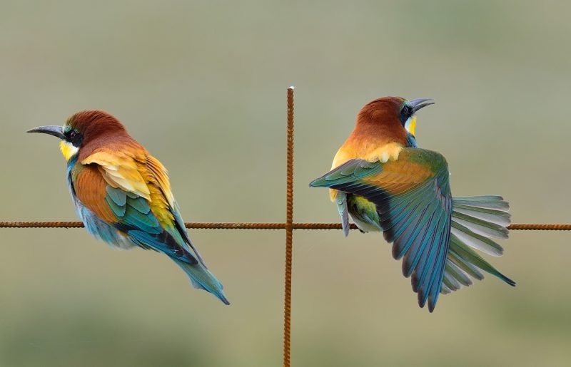 indiferencias Birding Doñana, Jaime Blasco