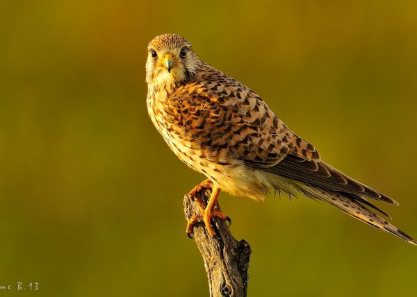 intimidado Birding Doñana, Jaime Blasco