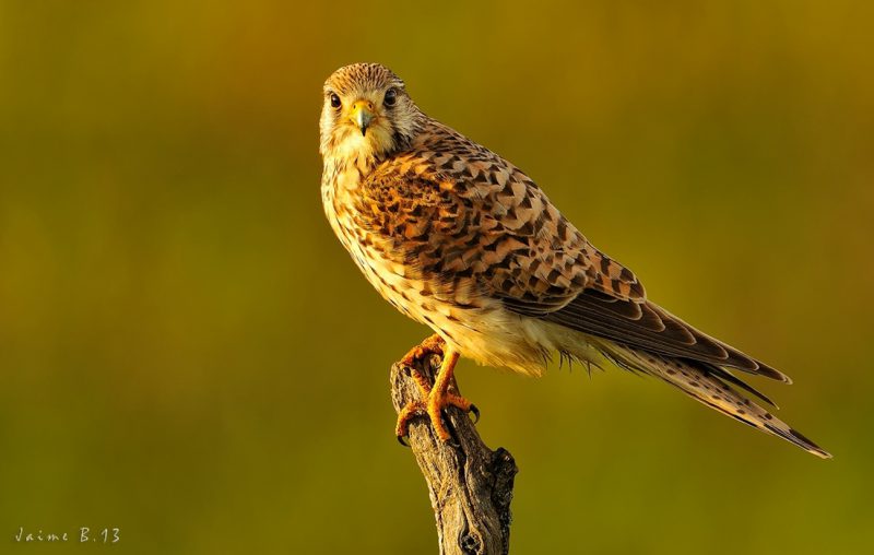 intimidado Birding Doñana, Jaime Blasco