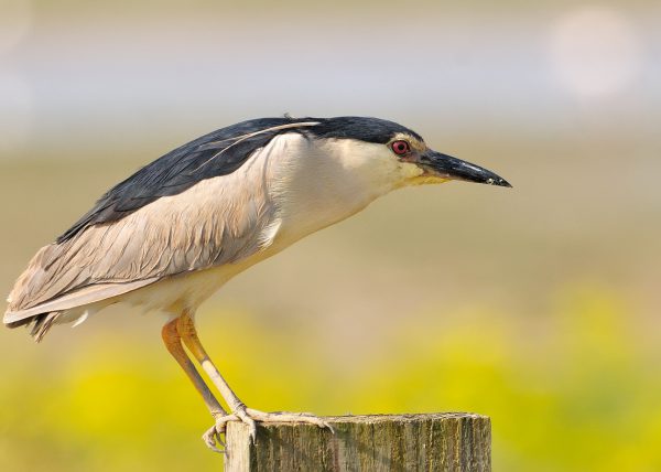 jaramago en flor Birding Doñana, Jaime Blasco