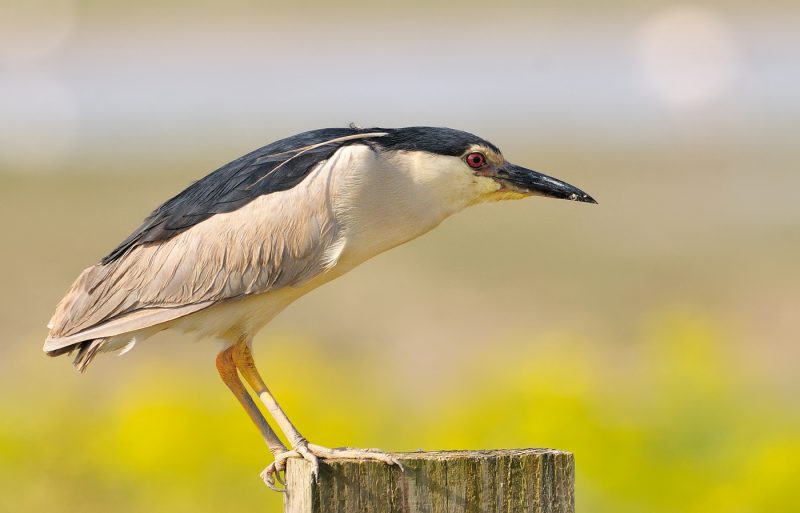 jaramago en flor Birding Doñana, Jaime Blasco