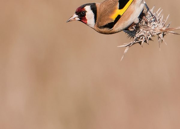 Jilguero Birding Doñana, Jaime Blasco