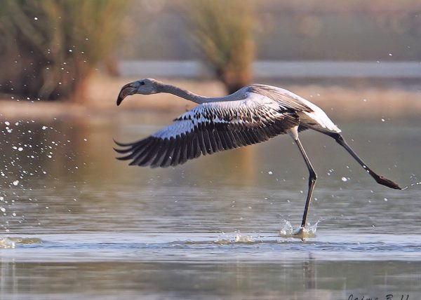 jovencito despegando Birding Doñana, Jaime Blasco