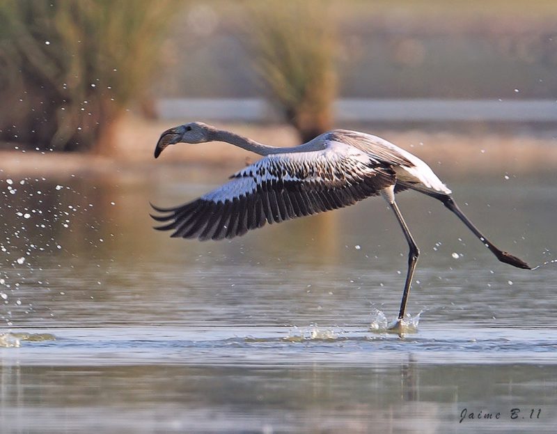 jovencito despegando Birding Doñana, Jaime Blasco