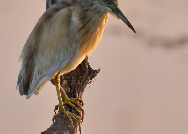 la garza y la araña Birding Doñana, Jaime Blasco