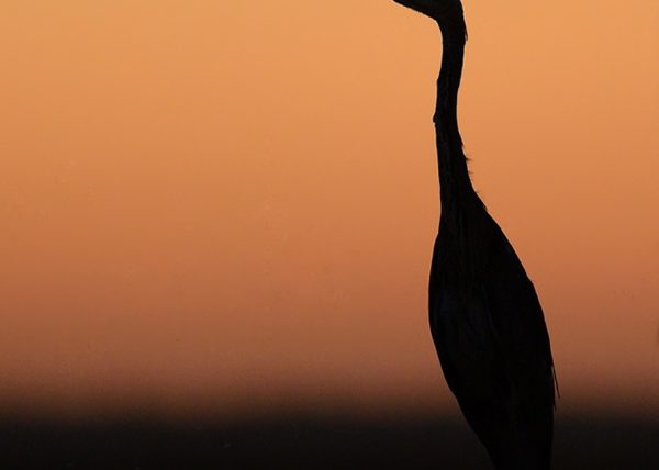 la noche en la marisma Birding Doñana, Jaime Blasco