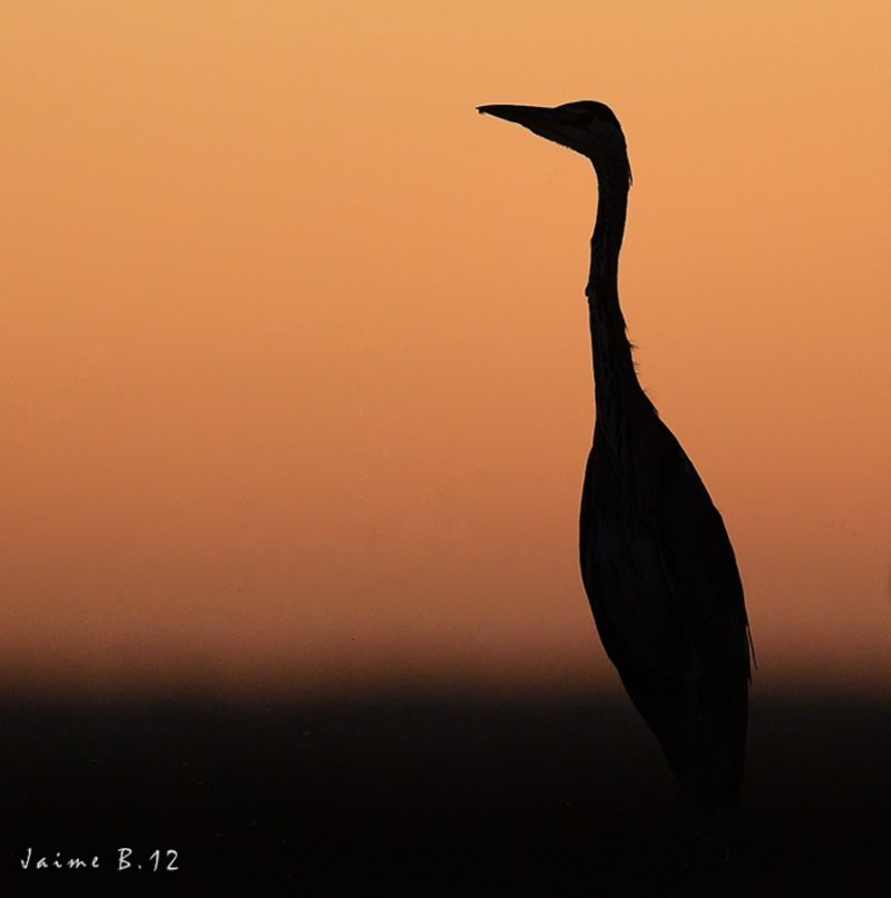 la noche en la marisma Birding Doñana, Jaime Blasco