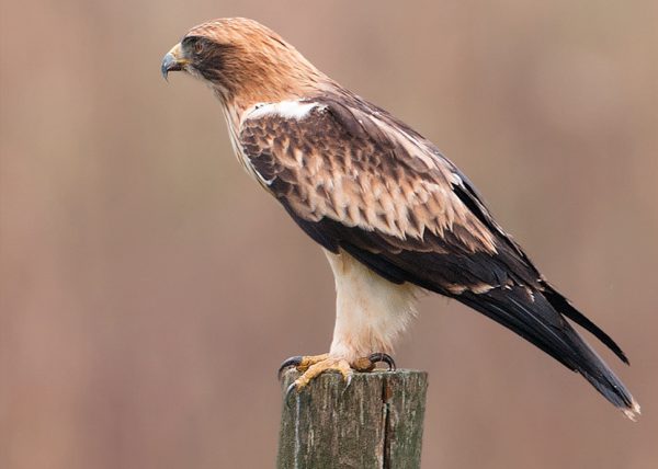 la perfección de las rapaces Birding Doñana, Jaime Blasco