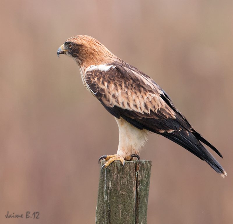 la perfección de las rapaces Birding Doñana, Jaime Blasco