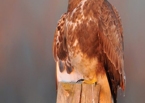 la puesta de sol Birding Doñana, Jaime Blasco