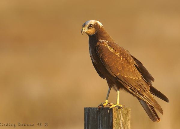 lagunera Birding Doñana, Jaime Blasco