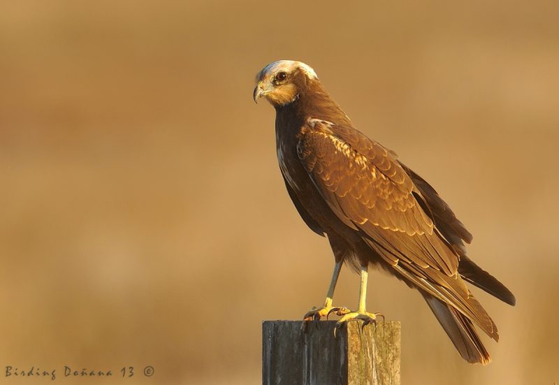 lagunera Birding Doñana, Jaime Blasco