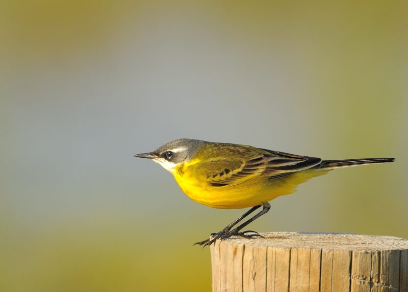 lavandera al salto Birding Doñana, Jaime Blasco