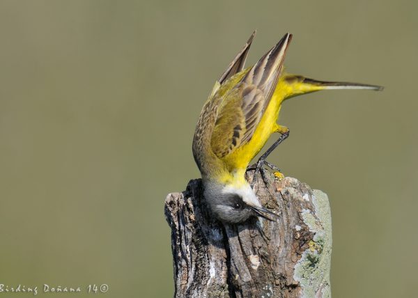 lavanderita rascandose Birding Doñana, Jaime Blasco