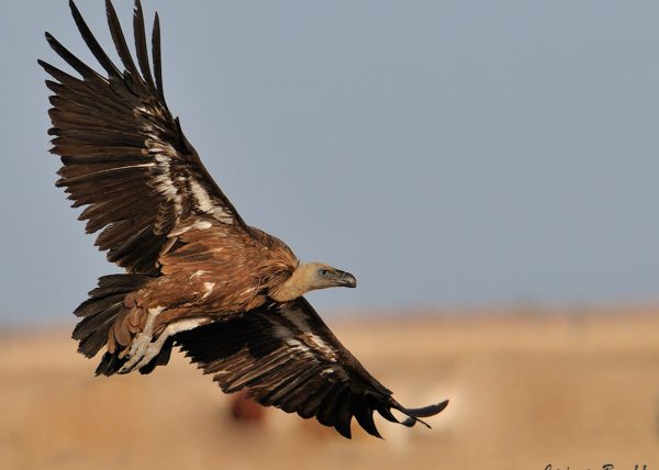 levantando el vuelo Birding Doñana, Jaime Blasco