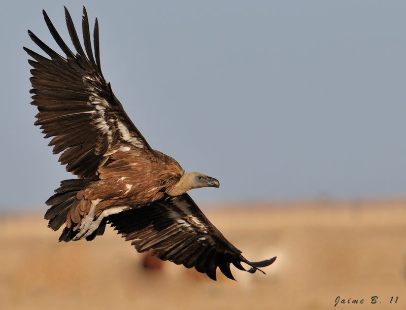 levantando el vuelo Birding Doñana, Jaime Blasco