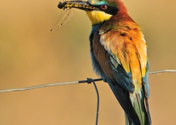 libelula Birding Doñana, Jaime Blasco