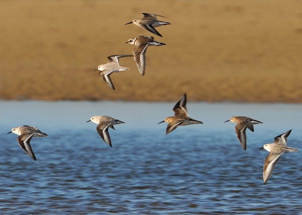 Limi Birding Doñana, Jaime Blasco