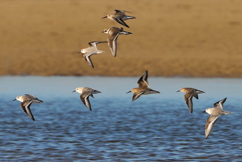 Limi Birding Doñana, Jaime Blasco