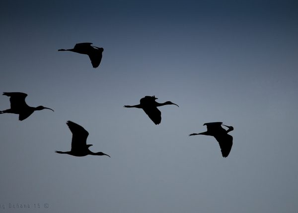 limpieza y aseo en vuelo Birding Doñana, Jaime Blasco