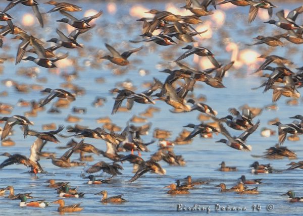 lio Birding Doñana, Jaime Blasco