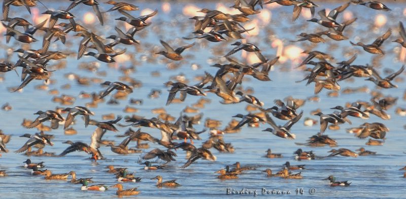 lio Birding Doñana, Jaime Blasco