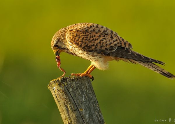 lluvia y rana Birding Doñana, Jaime Blasco