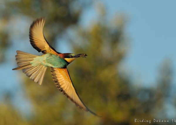 lo del palito Birding Doñana, Jaime Blasco