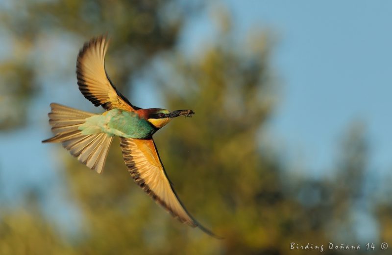 lo del palito Birding Doñana, Jaime Blasco