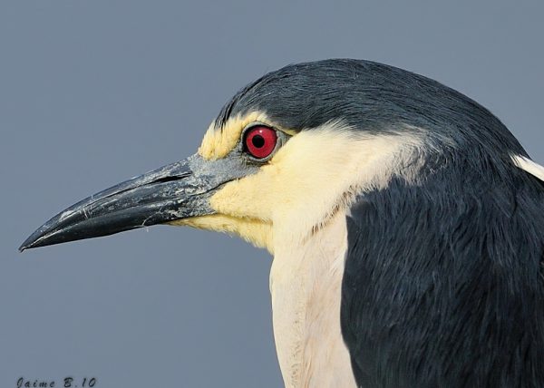 martinente Birding Doñana, Jaime Blasco