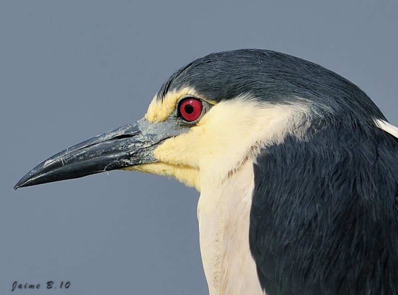 martinente Birding Doñana, Jaime Blasco