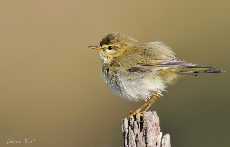 me esponjo Birding Doñana, Jaime Blasco