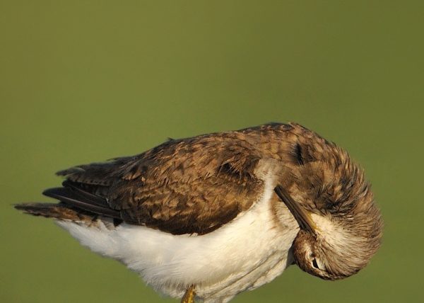 me rasco Birding Doñana, Jaime Blasco