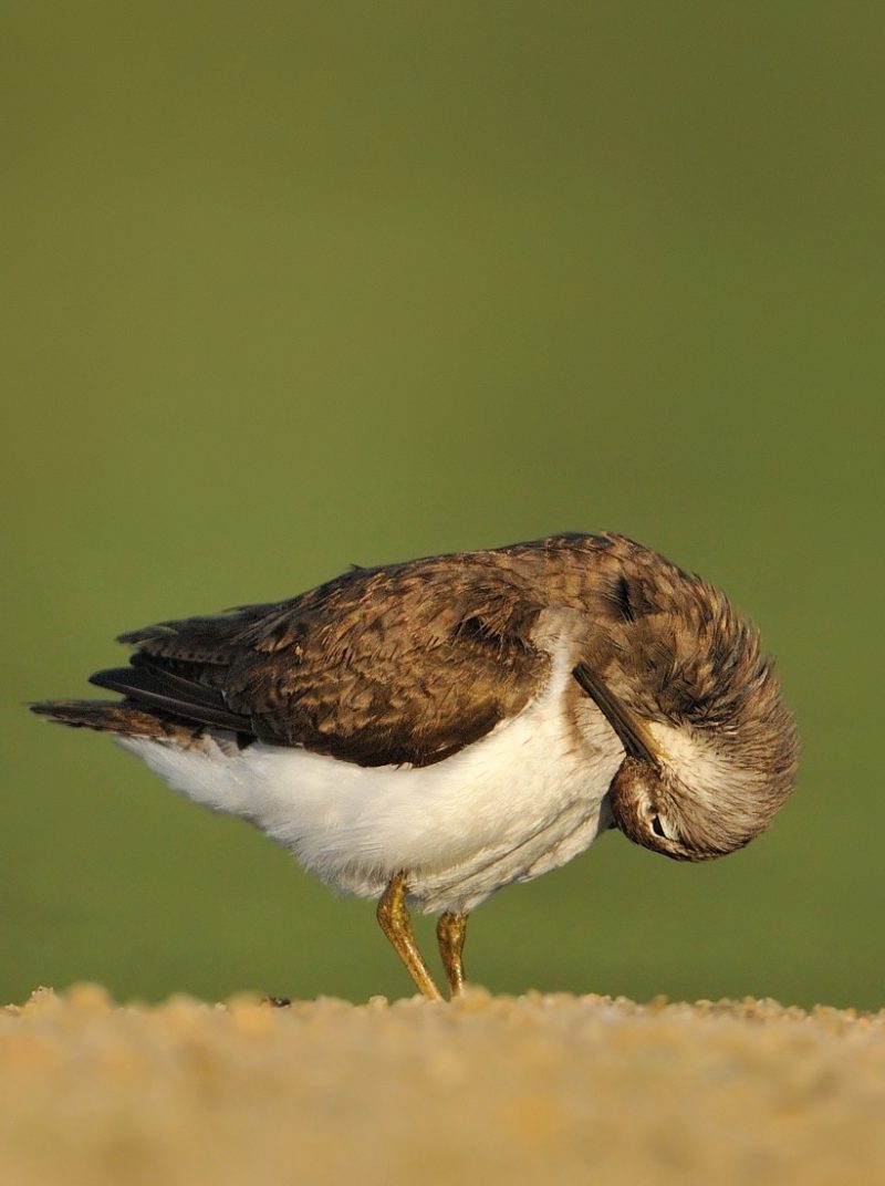 me rasco Birding Doñana, Jaime Blasco