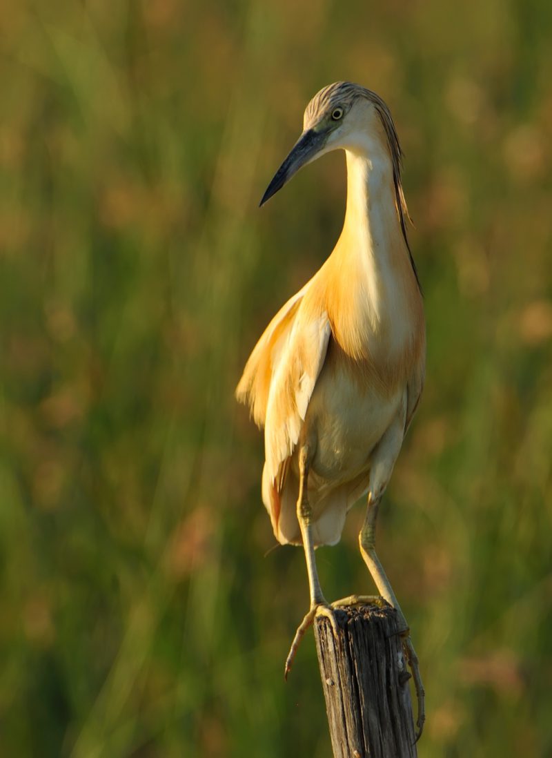 melenudo al solete Birding Doñana, Jaime Blasco