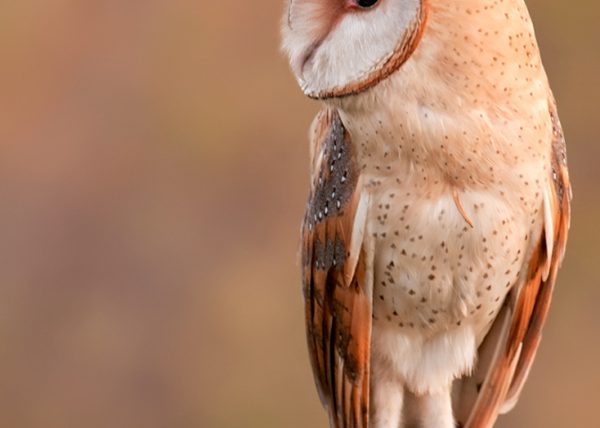 mira en el ojo Birding Doñana, Jaime Blasco