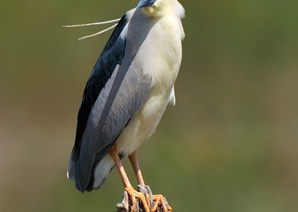 Mirada altiva Birding Doñana, Jaime Blasco