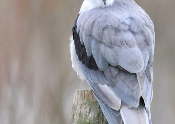 mirada enigmática Birding Doñana, Jaime Blasco