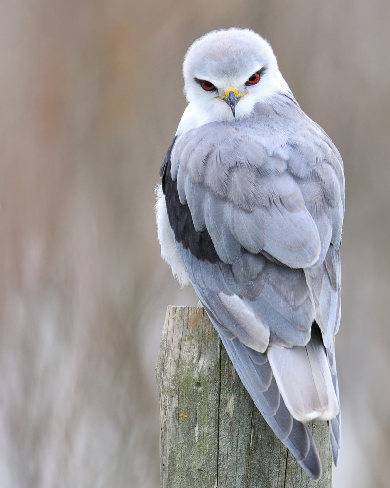 mirada enigmática Birding Doñana, Jaime Blasco