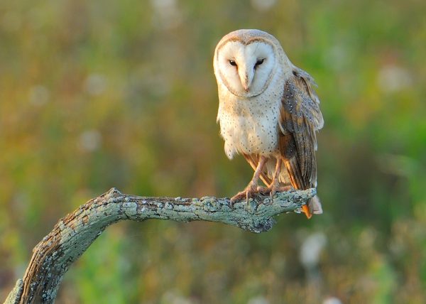 miradas de media tarde Birding Doñana, Jaime Blasco