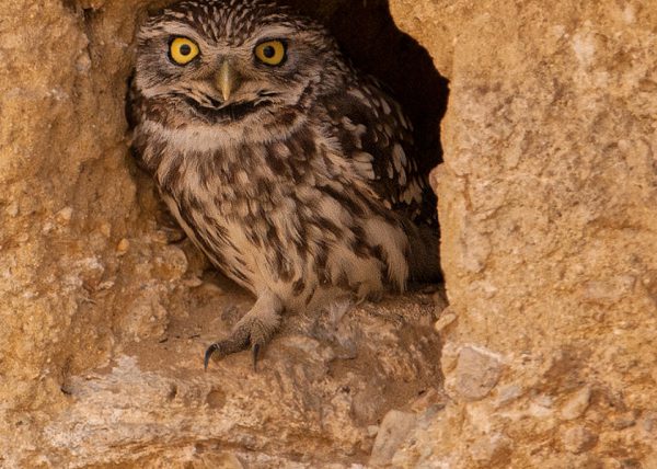 mirada enigmática Birding Doñana, Jaime Blasco