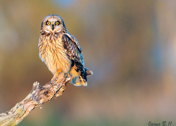 miradas que Birding Doñana, Jaime Blasco