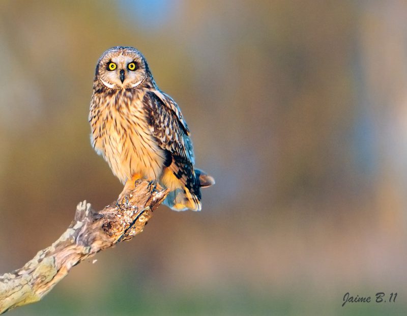 miradas que Birding Doñana, Jaime Blasco