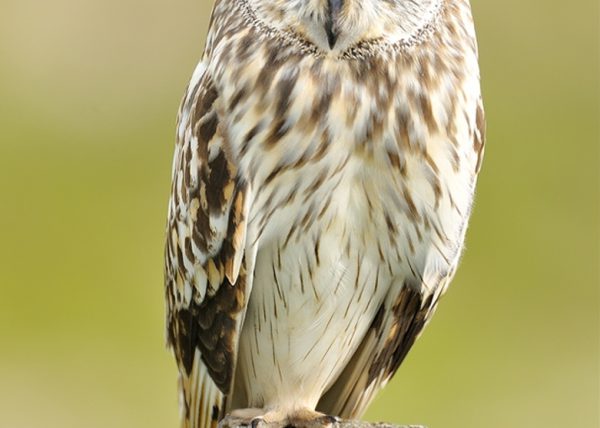 miron Birding Doñana, Jaime Blasco