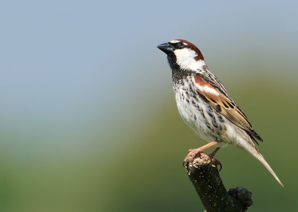 Molinero Birding Doñana, Jaime Blasco