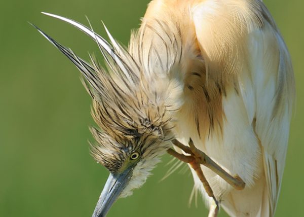 momento pluma Birding Doñana, Jaime Blasco