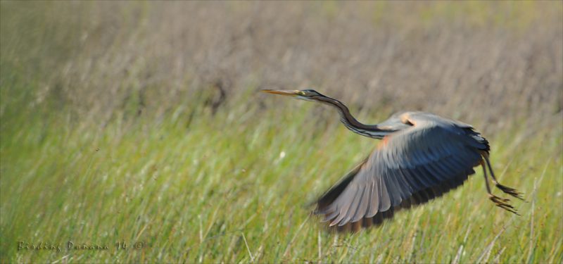 movements Birding Doñana, Jaime Blasco