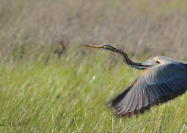 movement Birding Doñana, Jaime Blasco