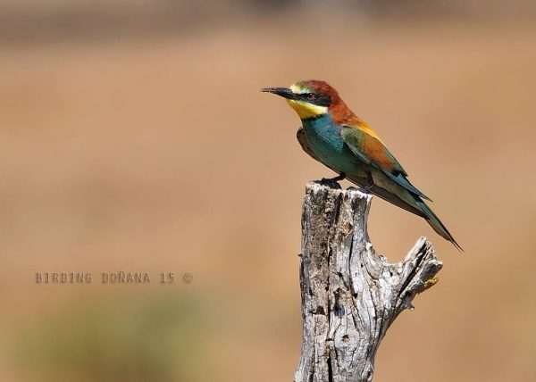 multicolor Birding Doñana, Jaime Blasco