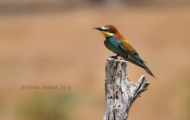 multicolor Birding Doñana, Jaime Blasco